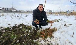 Tatvan’da Kar Altında Havuç Hasadı Yapıldı