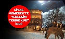 Sivas Gemerek’te Yerleşim Yerine Kurt İndi!