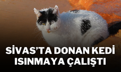 Sivas’ta Donan Kedi Isınmaya Çalıştı