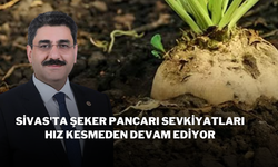 Sivas'ta Şeker Pancarı Sevkiyatları Hız Kesmeden Devam Ediyor