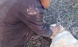 Elazığ’da Kangal Köpeği Tüfekle Vurularak Telef Edildi