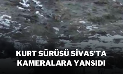 Kurt Sürüsü Sivas’ta Kameralara Yansıdı