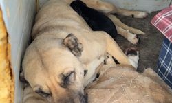 Anne Kangal, Yavru Av Köpeğine Kol Kanat Gerdi