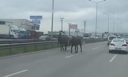 Atlar Trafiği Kilitledi, Sürücüler Zor Anlar Yaşadı