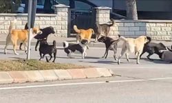 Edirne’de Köpek Sürüsünün Kavgası Korku Dolu Anlar Yaşattı