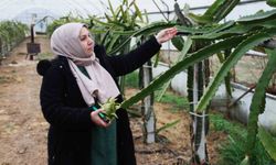 Ejder Meyvesiyle Tarımda Yeni Bir Dönem