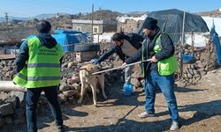 Kuduz Alarmı: 3 Yaralı, Köy Karantinaya Alındı