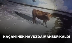 Kaçan İnek Havuzda Mahsur Kaldı