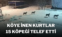 Köye İnen Kurtlar, 15 Köpeği Telef Etti