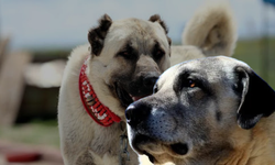 Sivas Kangalı ile Anadolu Çoban Köpeği Arasındaki Fark Nedir?