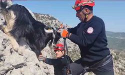 Kayalıklarda Mahsur Kalan 6 Keçi Kurtarıldı