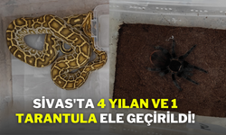 Sivas'ta 4 Yılan ve 1 Tarantula Ele Geçirildi!