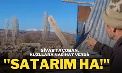 Sivas’ta Çoban, Kuzulara Nasihat Verdi: ''Satarım Ha!''