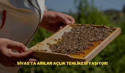 Sivas’ta Arılar Açlık Tehlikesi Yaşıyor