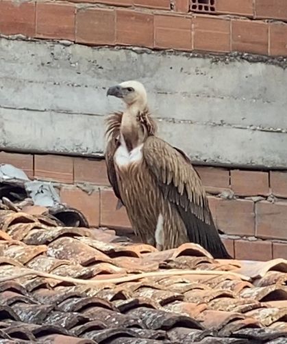 Tokat'da Çatısına Konan Akbaba İtfaiye Ekiplerince Kurtarıldı