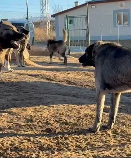 Sivas’tan Suudi Arabistan’a 10 Kangal Köpeği Gönderiliyor