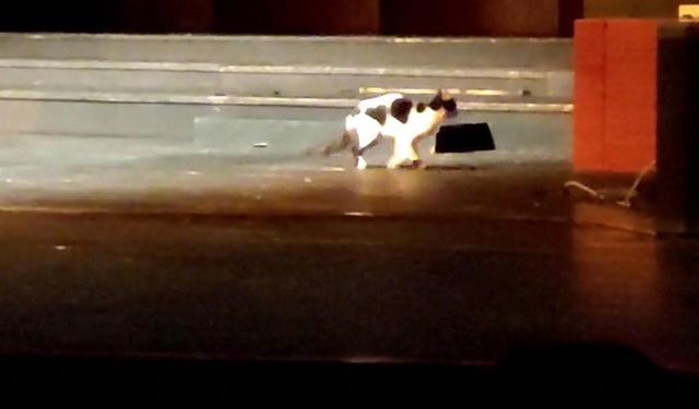 Konserde Beklenmedik Misafir: Kedi Sahneyi Ele Geçirdi! İzleyiciler Hayran Kaldı!