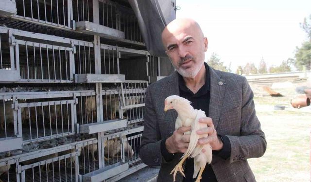 Karaman'da Köylülerin Sofralarına Kendi Yumurtaları Geliyor: Tavuk ve Horoz Dağıtımı Gerçekleşti!