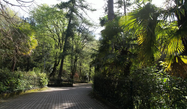 Termal'de Doğayla İç İçe: Türkiye'nin İlk Ağaç Müzesi Atatürk Arboretumu