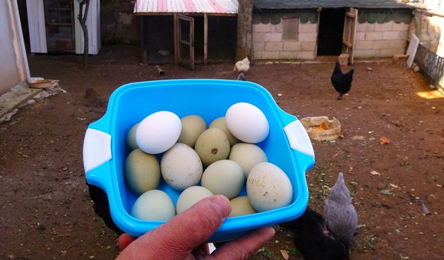 Yeşil ve Mavi Yumurtalı Tavuklar: Araucana Cinsi Tavuklar İlgi Görüyor!