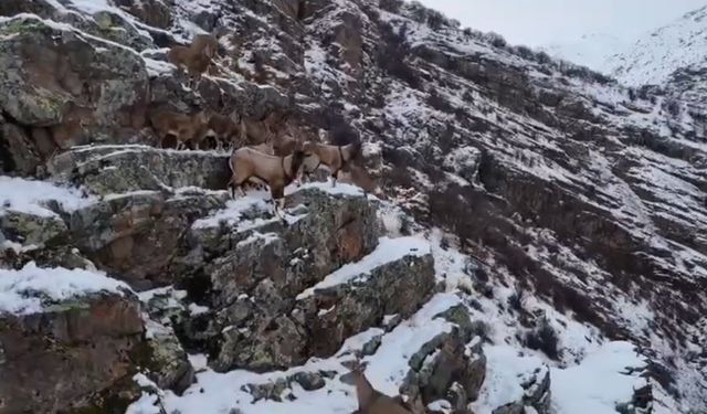 Nesli Tükenme Tehlikesi Altındaki Dağ Keçileri Görüntülendi!