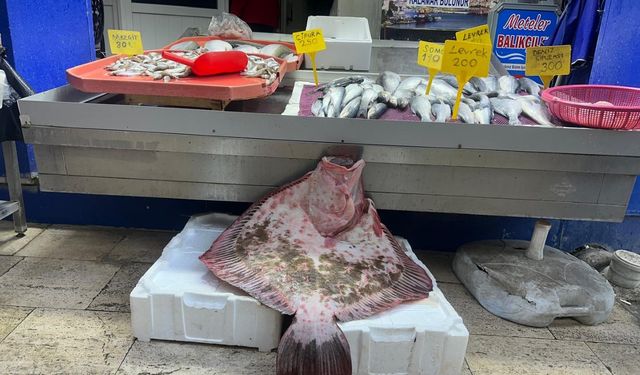 Sinop'ta Dev Kalkan Balıkçılığı: Fiyatı 11.500 TL!