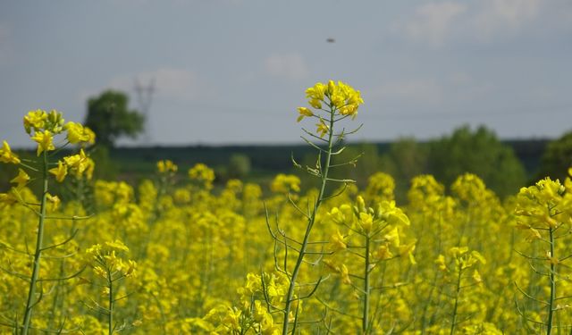 Trakya'da Sarı-Yeşil Manzara: Kanola Tarlaları Çiçek Açtı
