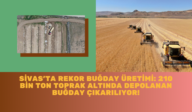 Sivas'ta Rekor Buğday Üretimi: 210 Bin Ton Toprak Altında Depolanan Buğday Çıkarılıyor!