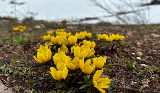 Yüksekova'da Baharın Müjdecisi Kar Çiçekleri Açtı: Dağlar Sarıya Boyandı
