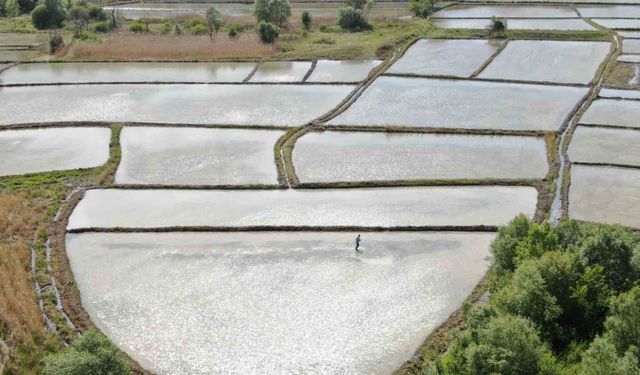 Ilgaz'ın bereketi filizlendi: Sarıkılçık pirinci tarlaları suyla buluştu!