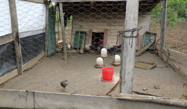 Karasu'da Köpek Saldırısı: 60'tan Fazla Tavuk ve Ördek Yavrusu Telef Oldu!