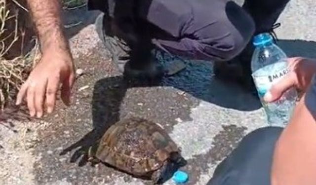 İtfaiye Ekipleri, Alevlerin Ortasında Kalan Kaplumbağayı Kurtardı