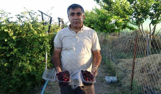 Yozgat'ta Böğürtlen Hasadı Heyecanı: Taleplere Yetişemiyor
