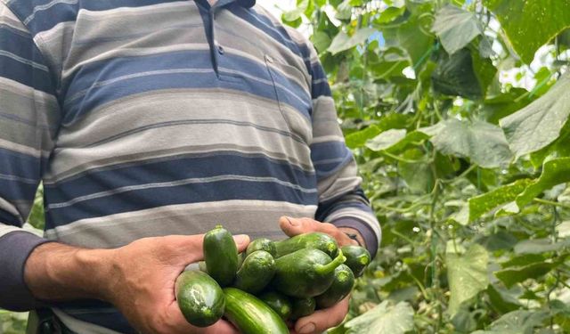 Eskişehir'de Salatalık ve Kabak Fiyatları Üreticiyi Tatmin Ediyor