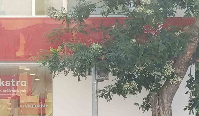 Eskişehir'de Trafik Lambası Ağaç Dallarıyla Kaplı! Kazalar Kapıda!