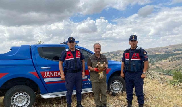 Tedavi Edilen Kızıl Şahin Doğaya Geri Salındı