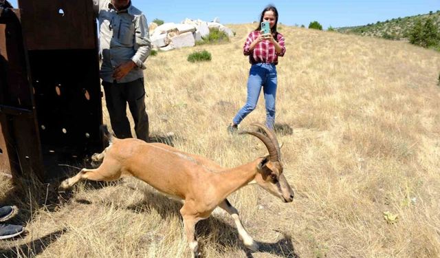 Kazankaya Kanyonu'na 5 Dağ Keçisi Salındı: Turizm Çalışmaları Devam Ediyor