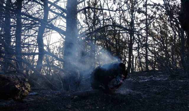 Yozgat Çekerek'te 25 Hektar Ormanlık Alan Yandı: İki Çoban Gözaltına Alındı