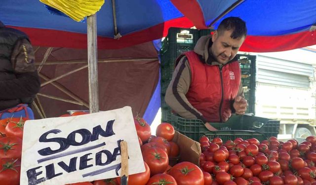 Eskişehir’de Son Domatesler İçin “Son Elveda” Etiketi: Kış Hazırlıkları Başladı