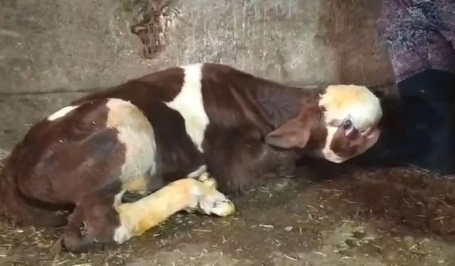 Yozgat'ta Hayvancılıkta Şaşırtan Doğum:Buzağı Herkesi Hayrete Düşürdü!