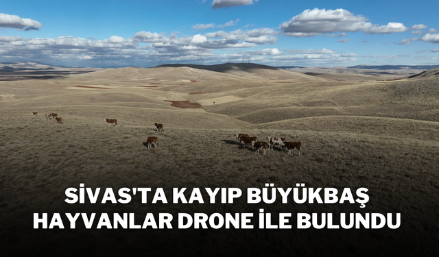 Sivas'ta Kayıp Büyükbaş Hayvanlar Drone ile Bulundu