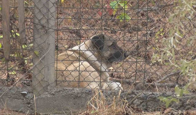 Ankara'da Sokak Köpeklerinin Saldırısı Mahalleyi Tedirgin Ediyor