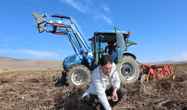 Erzurum’da İlk Mor Patates Hasadı Yapıldı, Üreticiler Yüzde Gülüyor