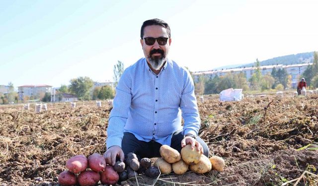 Sivas’ta Renkli Patateslerin Hasadı Başladı, Öğrencilere Burs Sağlanacak