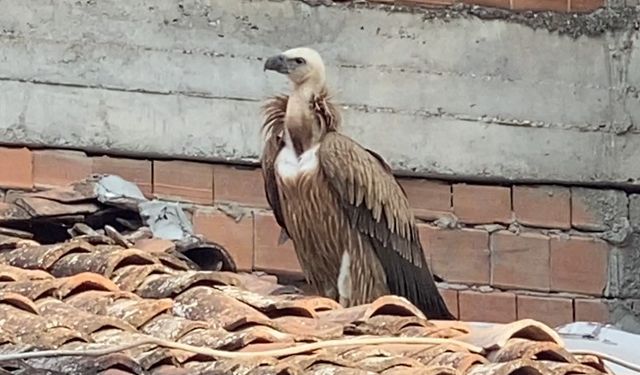 Tokat'da Çatısına Konan Akbaba İtfaiye Ekiplerince Kurtarıldı