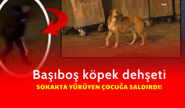 Başıboş Köpekler Çocuğa Saldırdı: Güvenlik Kamerası Görüntüleri Ortaya Çıktı