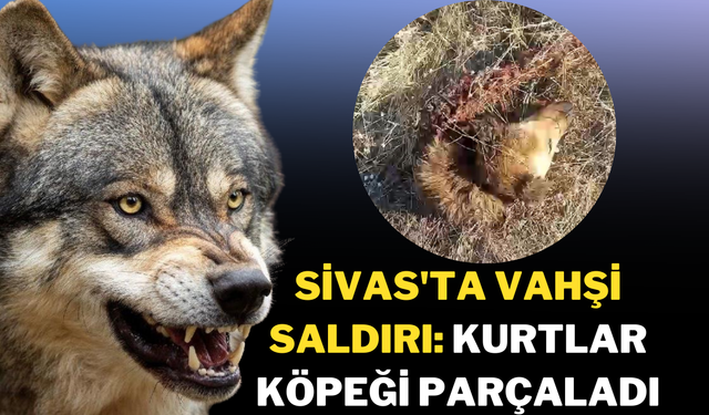 Sivas'ta Vahşi Saldırı: Kurtlar Köpeği Parçaladı