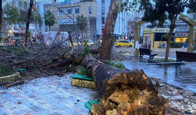 Antalya’da Aşırı Yağışlar Asırlık Çınar Ağacını Devirdi