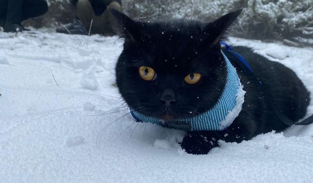 Aydın'da Kar Yağışı Şenliği: Gece İsimli Kedi de Karla Tanıştı