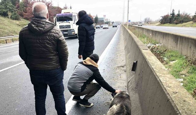 Tekirdağ Çorlu’da Duyarlı Sürücü, Yola Atlayan Köpeği Yalnız Bırakmadı